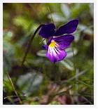 Viola lutea * Mountain Pansy - Ben Lawyers - July 1983 * 3325 x 3695 * (7.51MB)